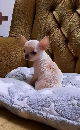 Des Petits Bikinis - Chiot disponible  - Chihuahua