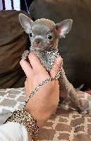 Des Petits Bikinis - Chihuahua - Portée née le 24/09/2020
