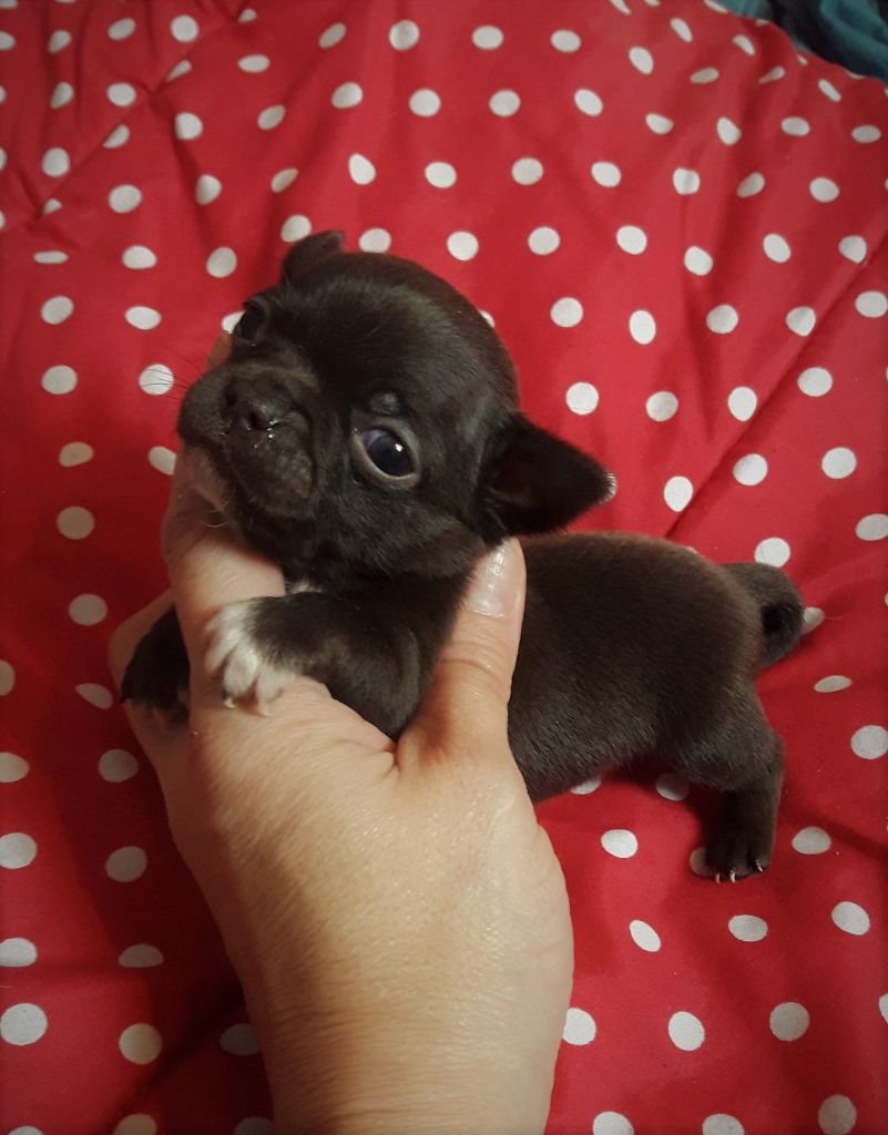 Des Petits Bikinis - Chihuahua - Portée née le 13/10/2019